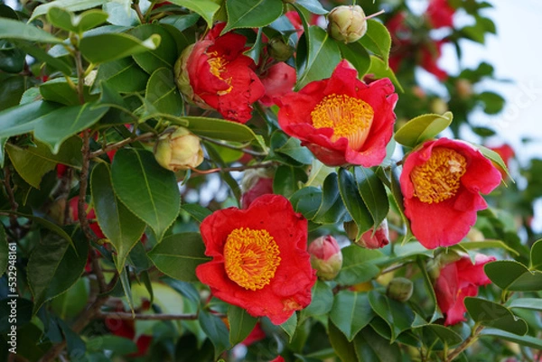 Obraz 椿の赤い花