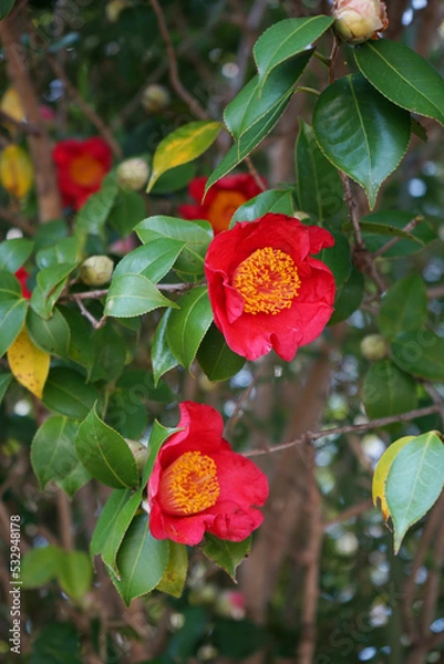 Obraz 椿の赤い花