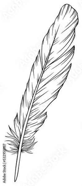 Obraz Png feather. Hand drawn. Vintage art illustration