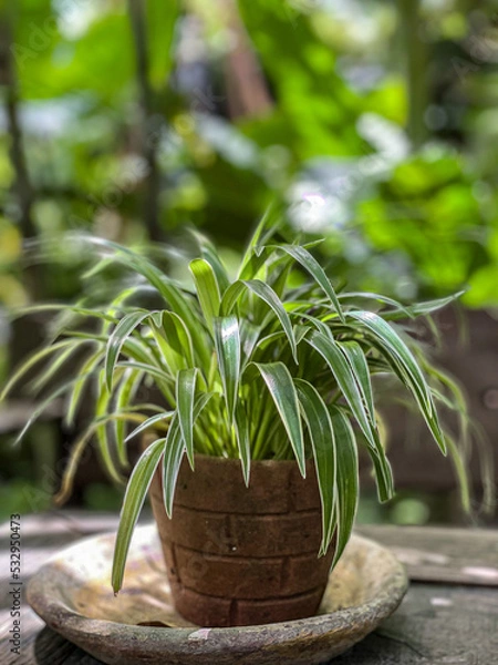 Fototapeta Spider plant (Chlorophytum comosum) in a stone pot, One of the most easiest indoor plants to grow.
