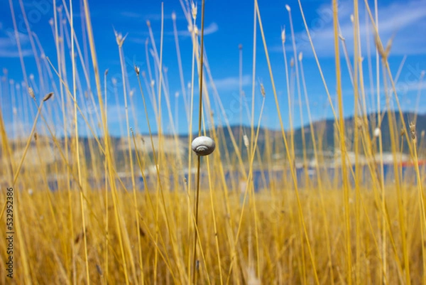 Fototapeta A small white snail on a branch of yellow grass against the background of the blue sky and mountains