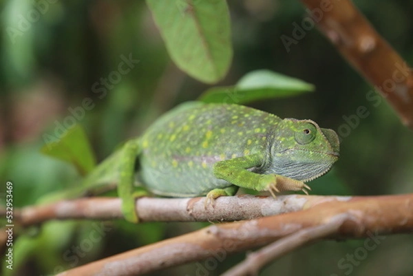 Obraz chameleon on a tree