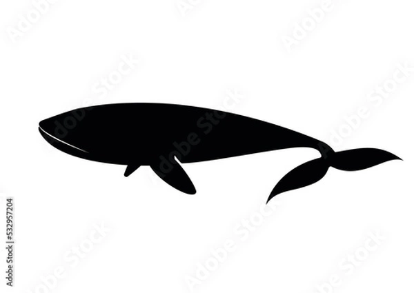 Obraz Vector de ballena azul