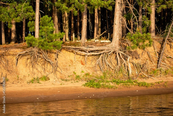 Obraz Red pine tree roots showing from water erosion on Lake Nokomis in Tomahawk, Wisconsin
