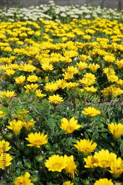 Obraz 黄色いガザニアの花