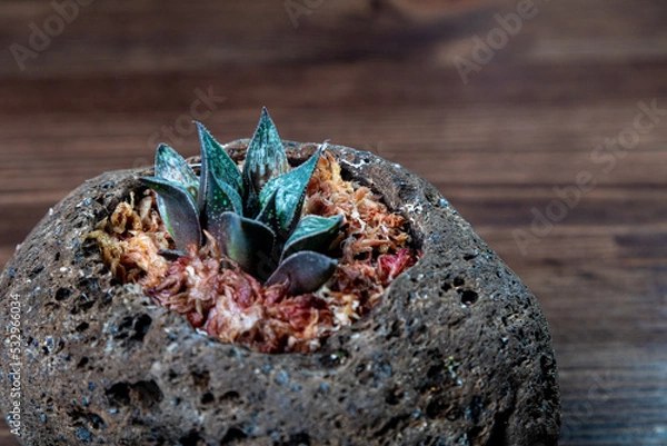 Fototapeta ハオルチア