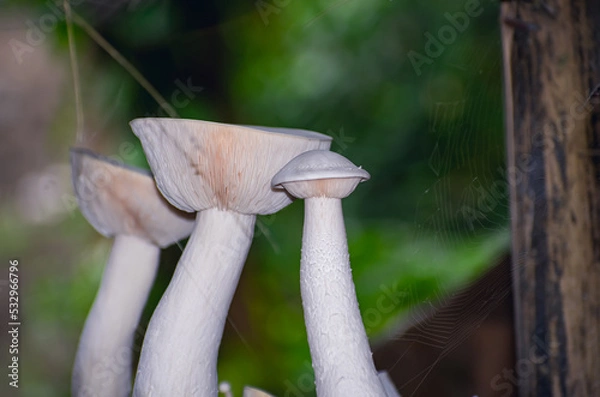 Obraz Calocybe indica, commonly known as the milky white mushroom, is a species of edible mushroom native to India.