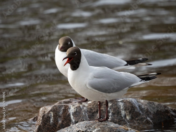 Fototapeta black headed gull