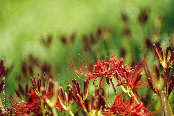 Fototapeta 彼岸花