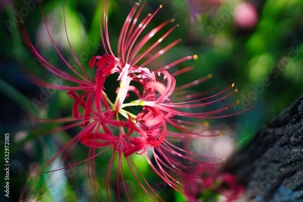 Fototapeta 彼岸花