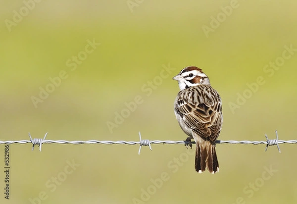Obraz lark sparrow on barbed wire