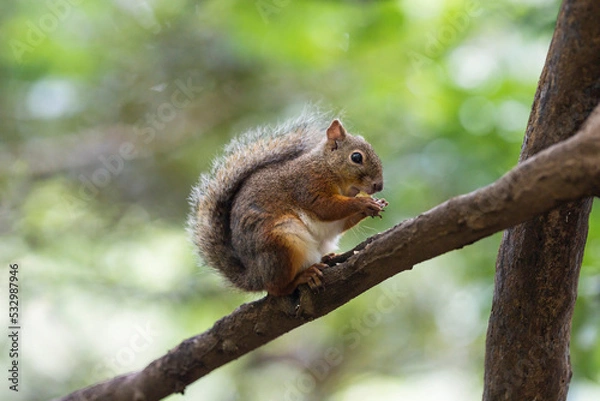 Fototapeta 餌を食べるニホンリス