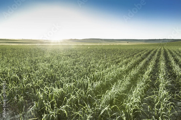 Obraz Kiełki czosnku