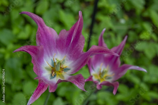 Obraz pink lily flower