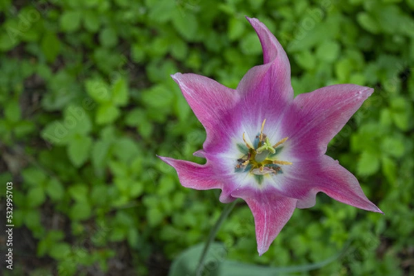 Obraz pink lily flower