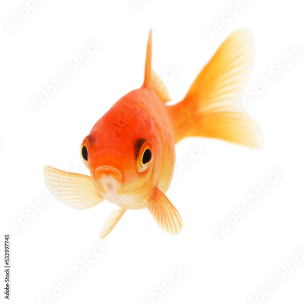 Obraz Gold Fish on White Background