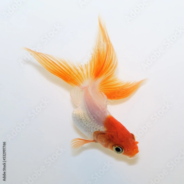Obraz Gold Fish