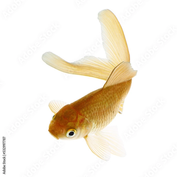 Obraz Gold Fish