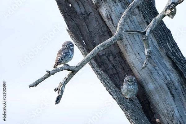 Obraz spotted owlet (Athene brama)