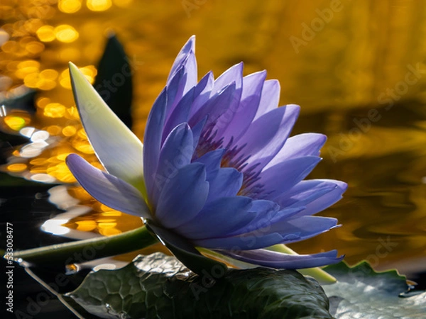 Obraz purple water lily