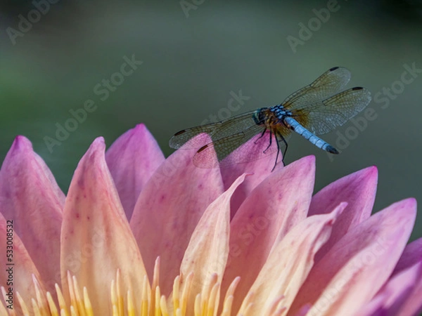 Obraz dragonfly on water lily