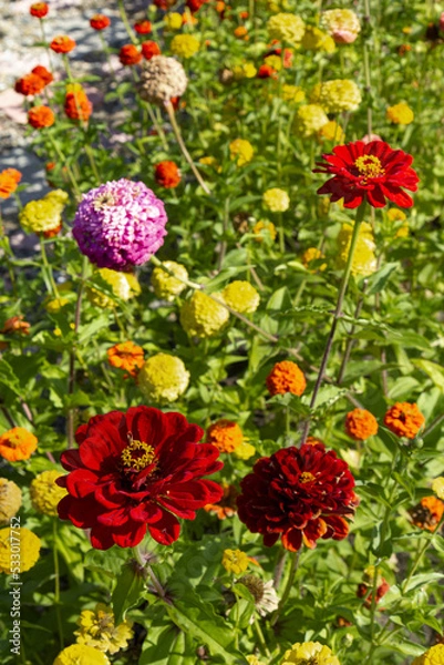 Fototapeta Vertical landscape with colorful multi-type flowers.