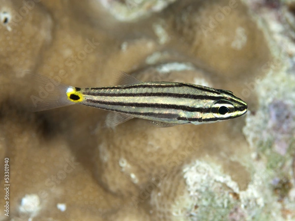 Obraz Fiveline cardinalfish