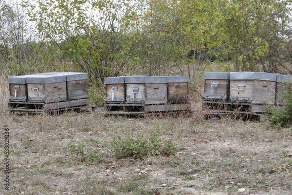 Obraz bee hives in Languedoc