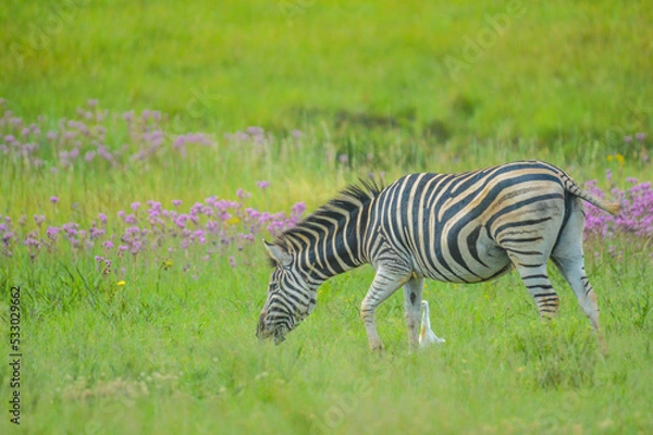 Fototapeta Beautiful Rietvlei nature reserve near Pretoria and Centurion lined with purple pompom weeds (Campuloclinium macrocephalum)root system