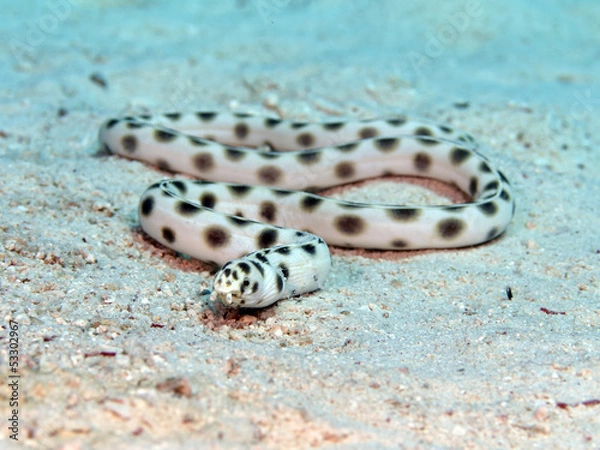 Obraz Spotted snake eel