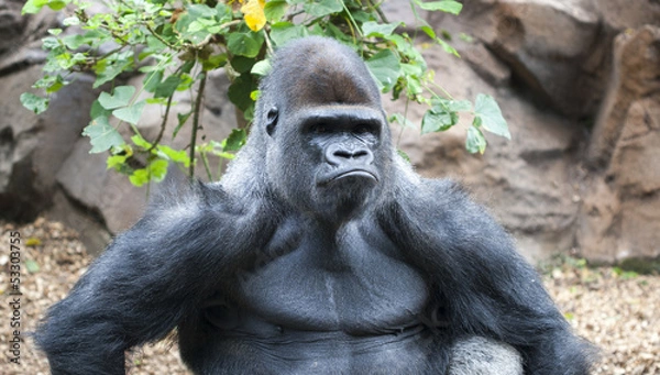 Fototapeta Gorilla making a serious face