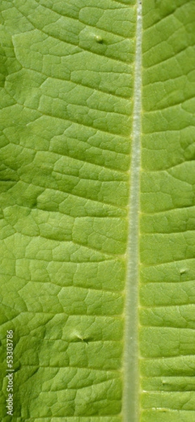 Obraz Green Leaf Macro View On Veins