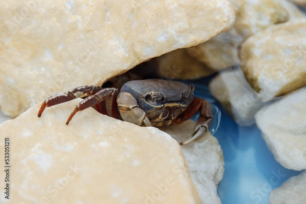 Fototapeta Crab close-up in the water and on yellow rocks on the beach, nature conservation concept, environment