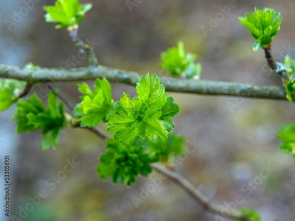Obraz Fresh green leaves