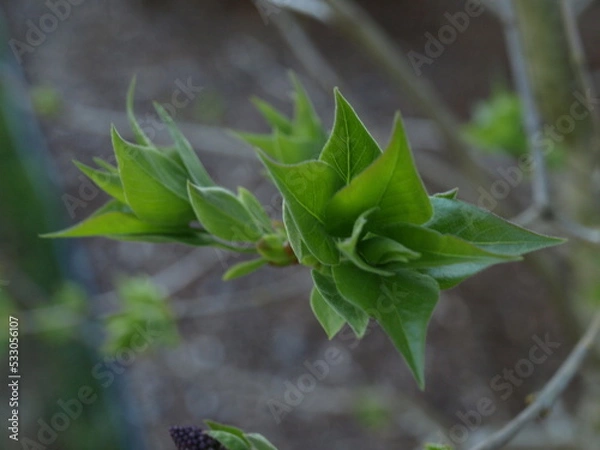 Obraz OLYMPUS DIGITAL CAMERA