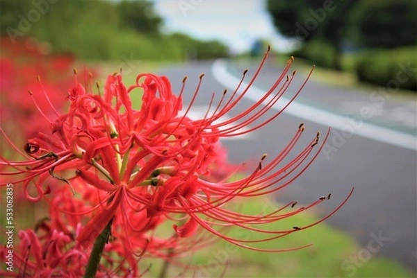 Obraz 道端の彼岸花