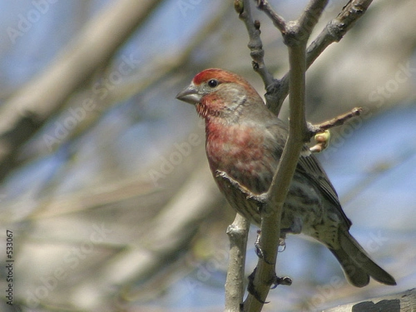 Obraz finch on a branch