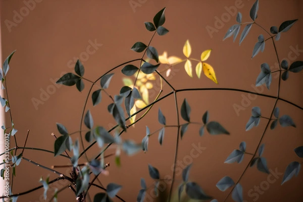 Obraz golden leaves