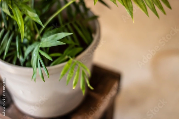 Obraz mini coconuts tree