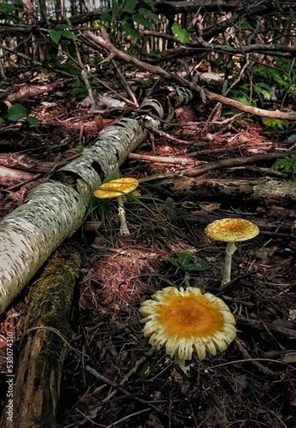Obraz stump in the forest