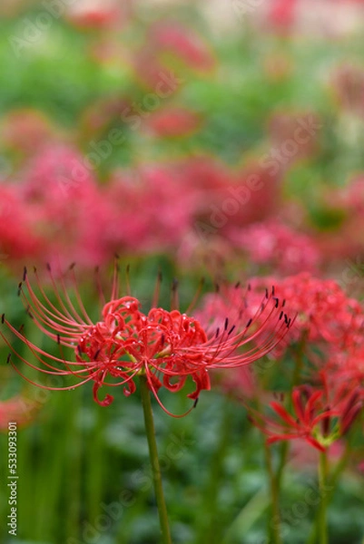 Fototapeta 秋の曼殊沙華・ヒガンバナ