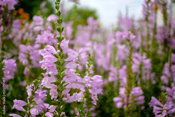 Fototapeta ハナトラノオ