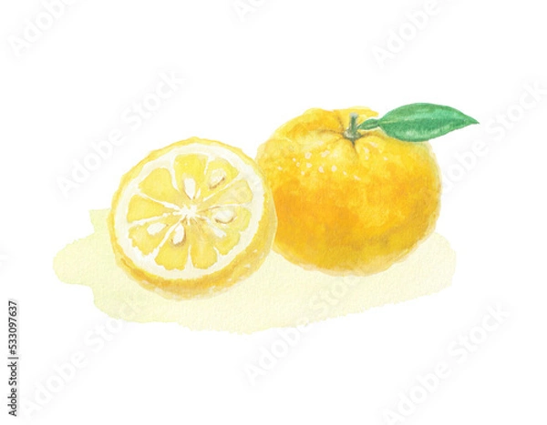 Obraz 水彩絵の具で描いた柚子イラスト