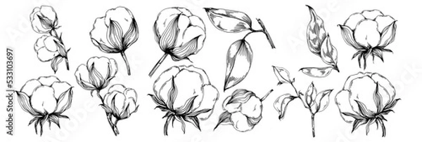 Fototapeta Vector cotton summer. Isolated botanical flower, leaves. Black and white engraved sketch ink art. Leaf plant botanical garden floral foliage. Wildflower drawing leaf illustration element.