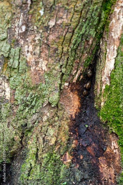 Fototapeta Problem of durian in the garden, tree for root rot disease ,phytophthora fungus ,damages the root system