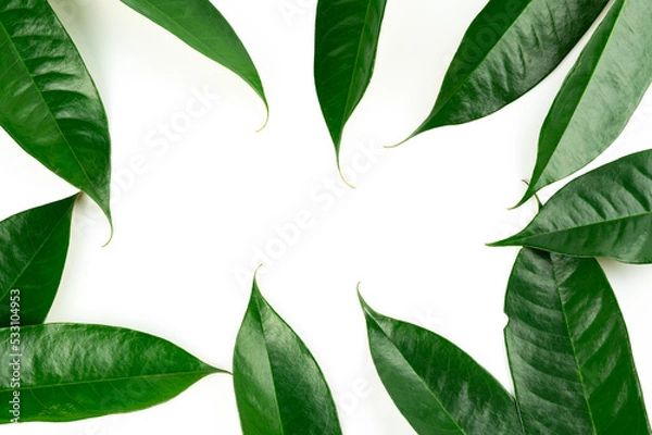 Fototapeta Fresh durian leave isolated on white background, green leaves durian fruit frame, decoration for advertising conceptFresh durian leave isolated on white background, green leaves durian fruit frame, de