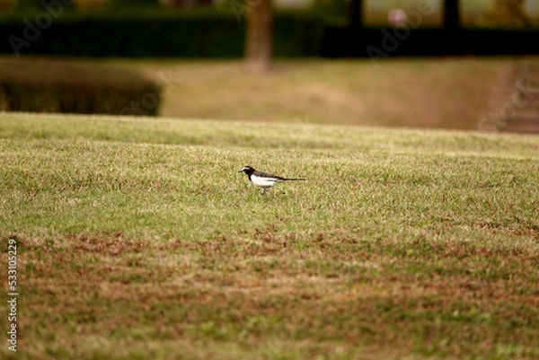 Fototapeta セキレイが草原にいた