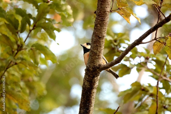 Fototapeta 森の中でヤマガラを見つけた