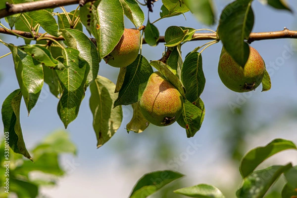 Fototapeta Close up of Pear Hanging on tree. Fresh juicy pears on pear tree branch.