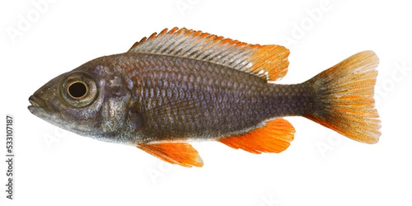 Fototapeta Copadichromis borleyi Kadango Malawi on White Background